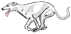 greyhound runner white