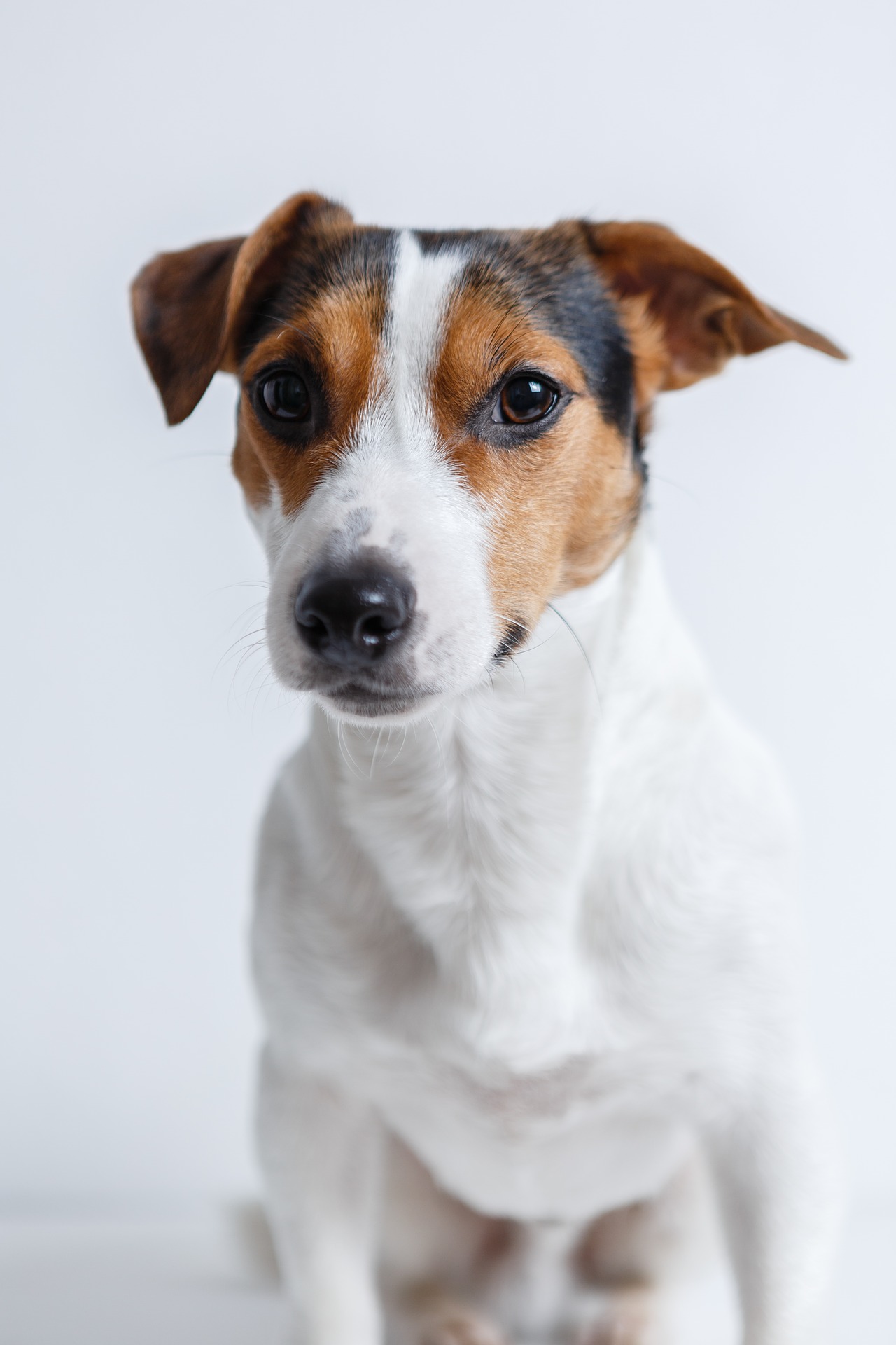 Jack-Russell-Terrier-portrait