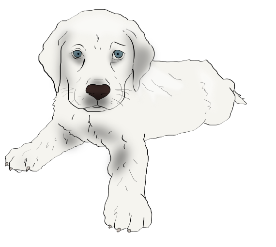 Labrador-puppy-sketch