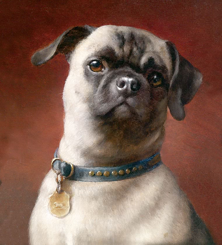 Pug portrait