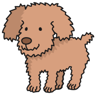 toy-poodle