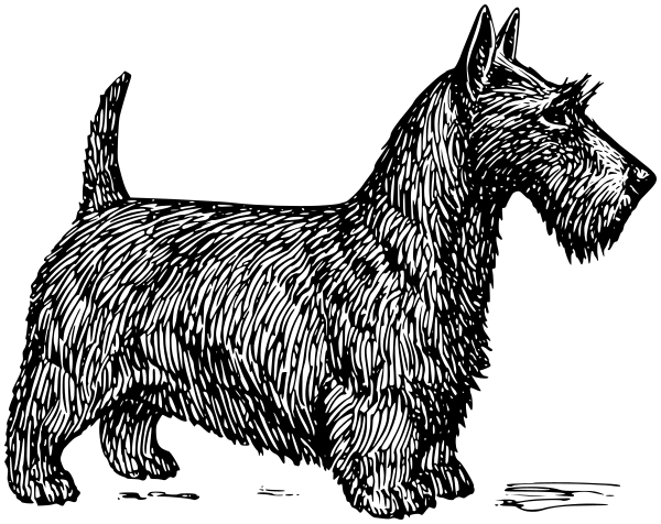 Scotch terrier drawing