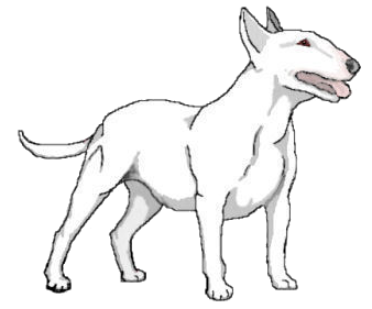 bull terrier white