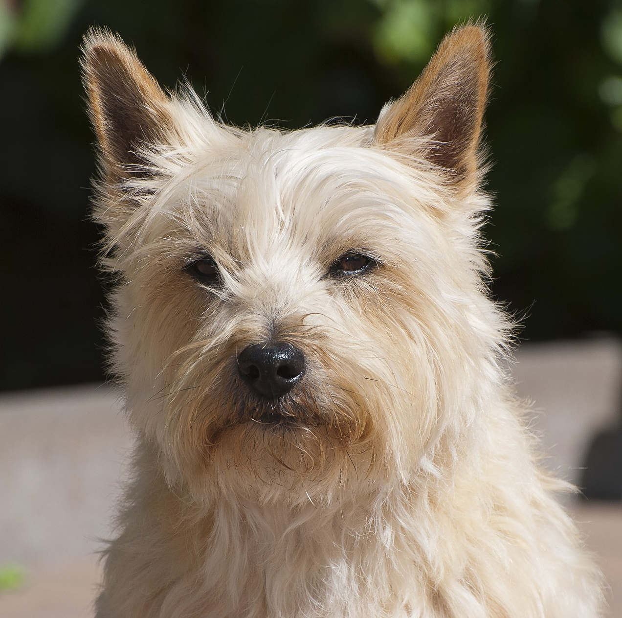 cairn-terrier-picture