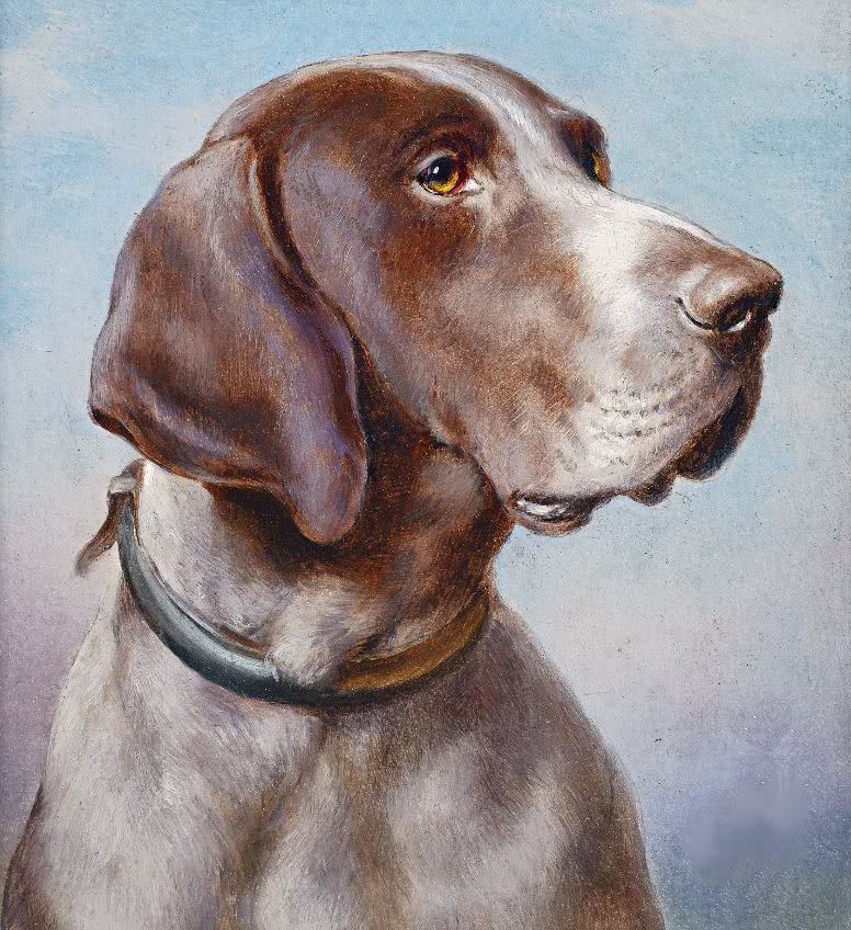 Dog portrait 1