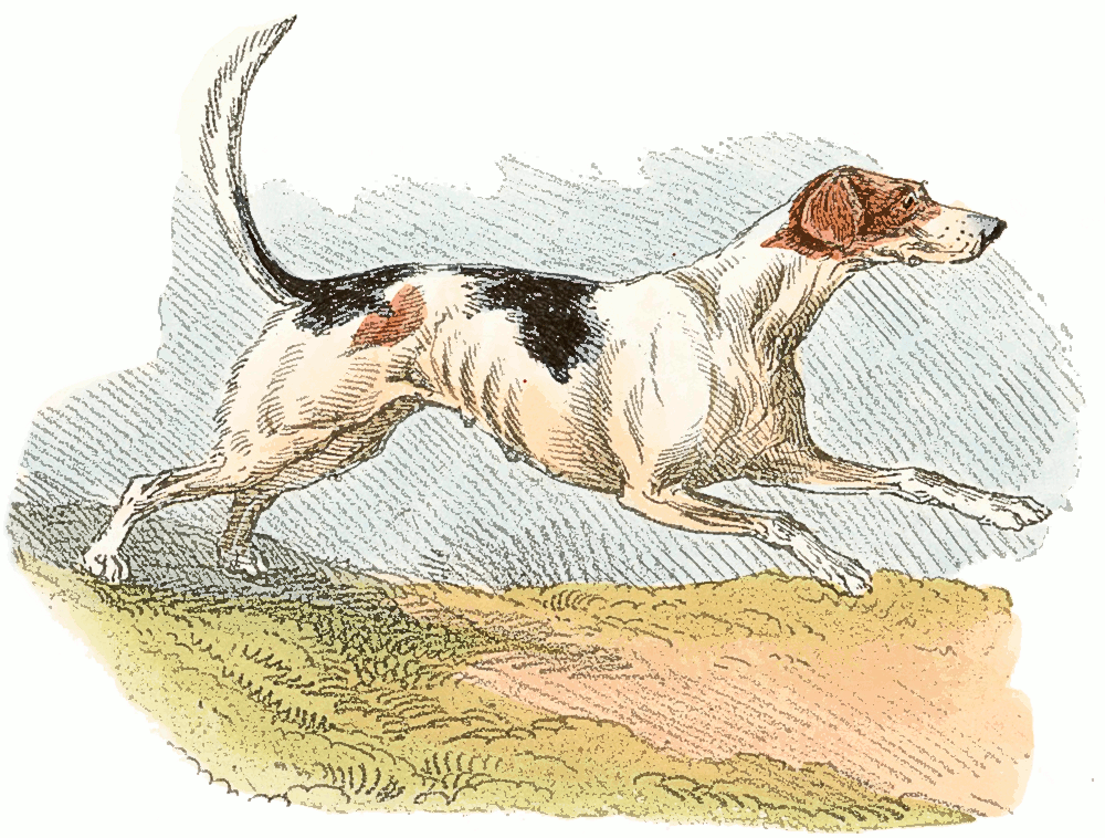 hunting dog running