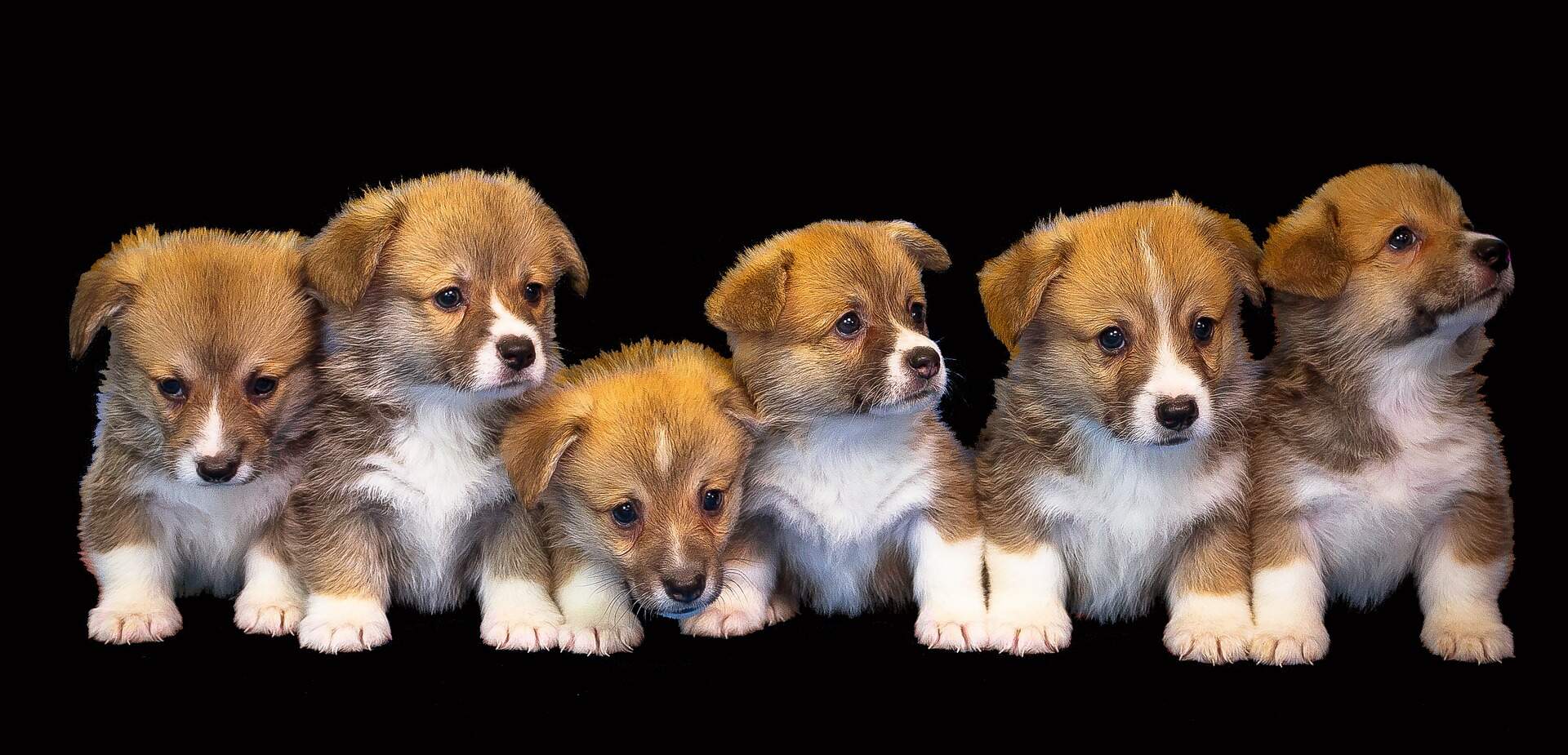 puppies widescreen