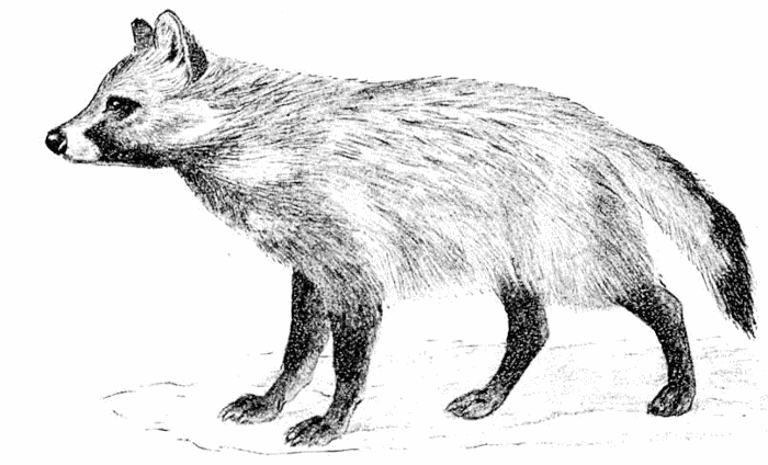 Raccoon-like Dog  Nyctereutes procyonides