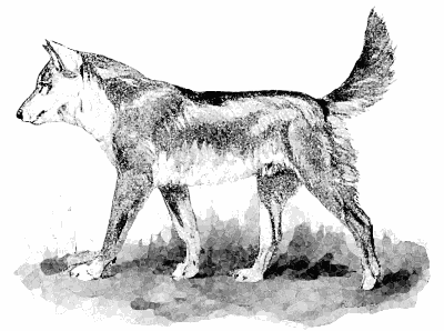 Dingo  Canis dingo