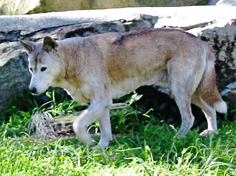 Dingo at Taronga Zoo