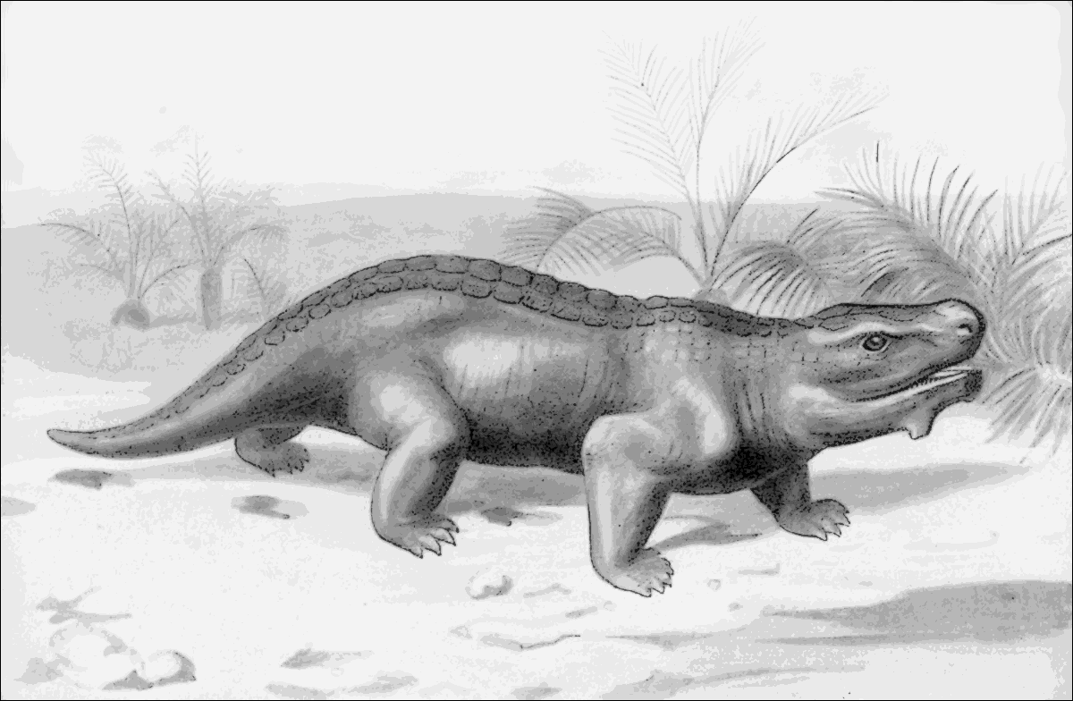 Pariasaurus vegetarian Triassic reptile