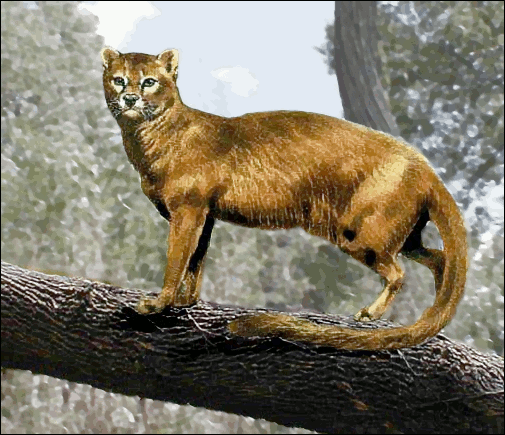 Proailurus  common cat ancestor
