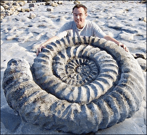 ammonite 2
