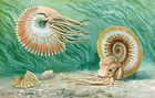 ammonite/