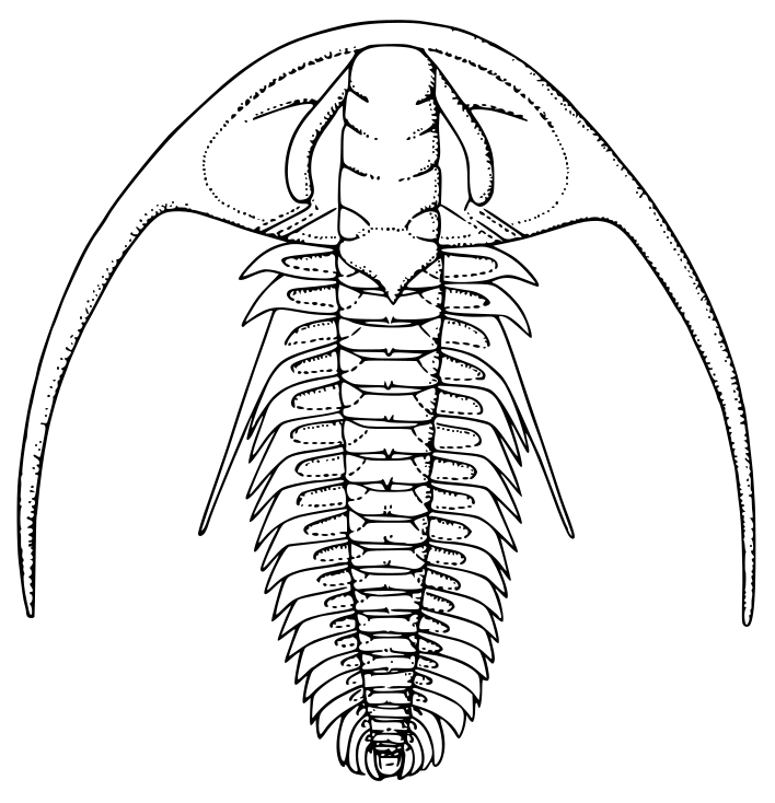 Cambrian trilobite  Fallotaspis longa
