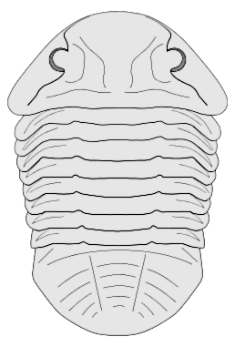 Trilobite Asaphus