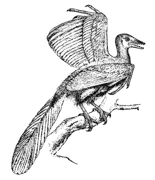 Arcaeopteryx  Jurassic animal