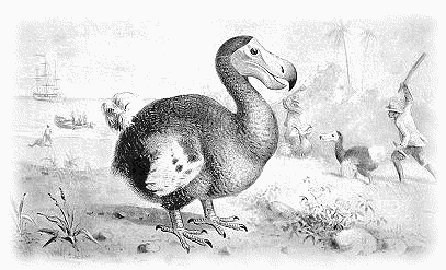 dodo bird