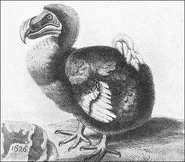 dodo bird 1626