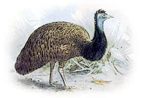 King Island Emu