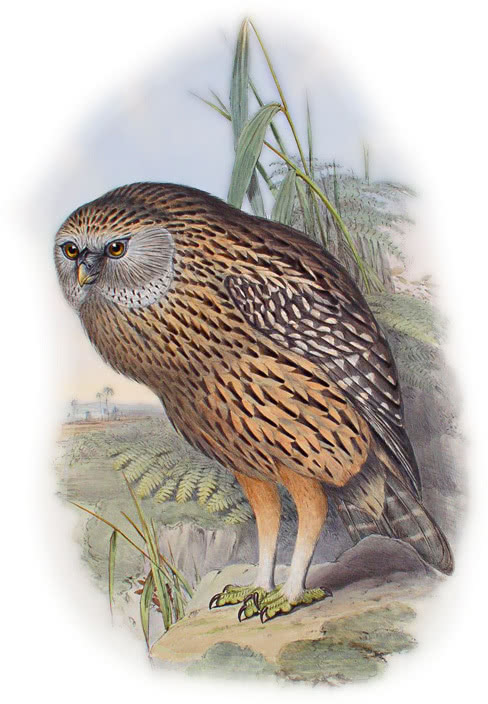 Whekau  extinct laughing owl  Sceloglaux albifacies