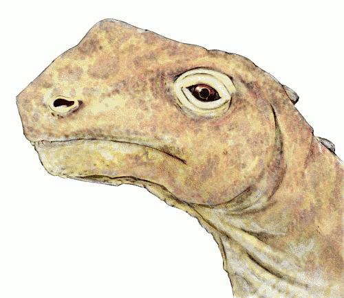 Abrosaurus head
