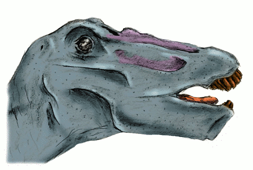 Apatosaurus head