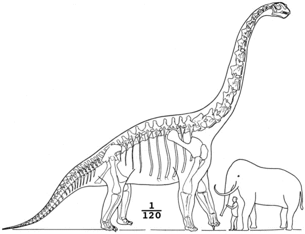 Brachiosaurus elephant man compared