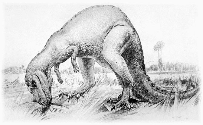 Ceratosaurus 2