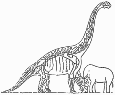 Dinosaur Elephant size