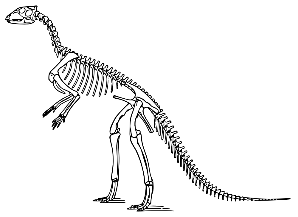 Hypsilophodon  Hypsilophodon foxii  skeleton