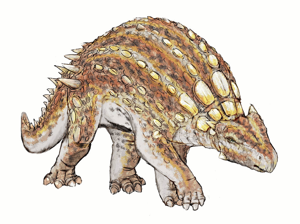 Minmi paravertebra dinosaur