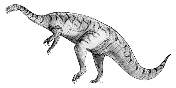 Plateosaurus BW