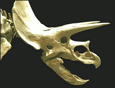Torosaurus skull