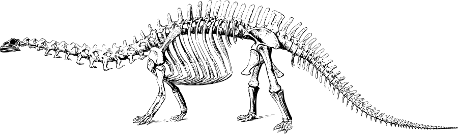 brontosaurus skeleton
