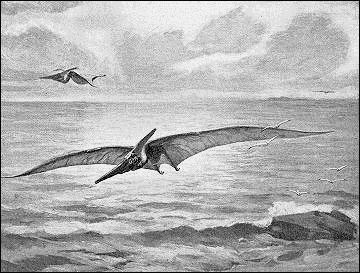 Pteranodon 2