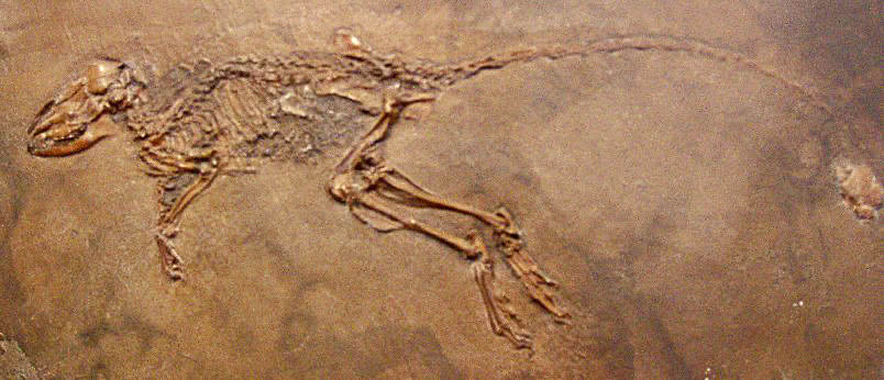 fossil of Macrocranion tupaiodon