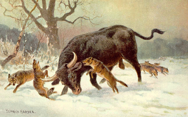 Auroch  long horned european wild ox