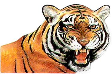 Caspian tiger  tigris virgata