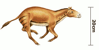 Eohippus  tiny horse ancestor