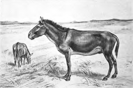 Equus scotti