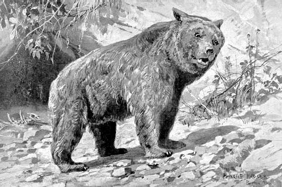 Etruscan bear  Ursus etruscus