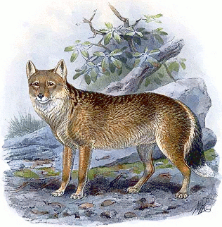 Falkland Island Fox