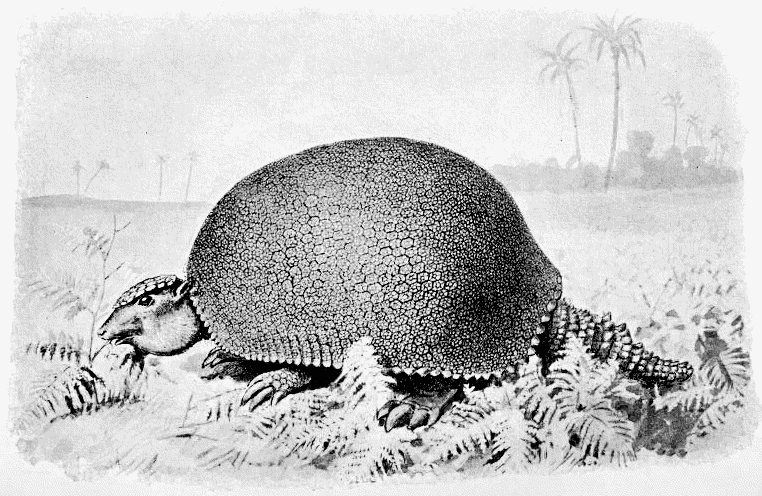 Glyptodon sketch