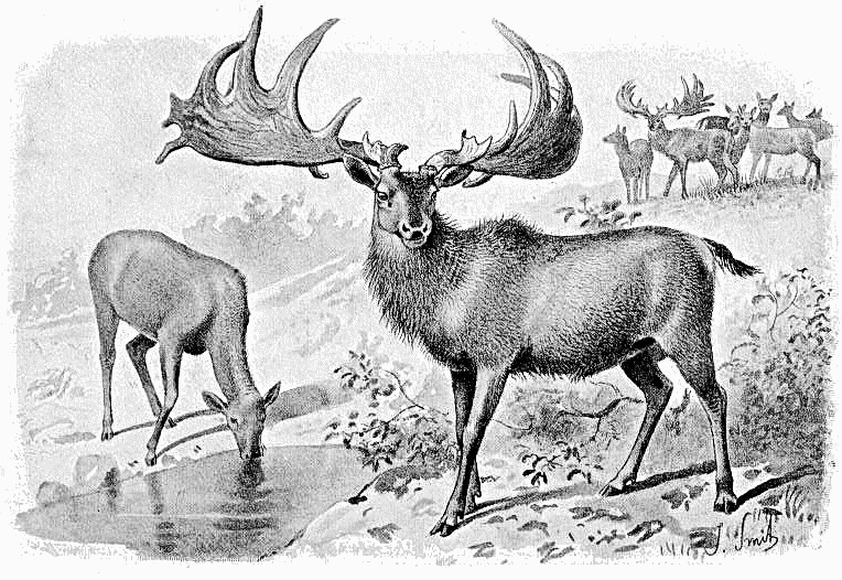 Irish elk  Megaloceros giganteus