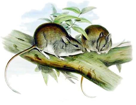 Lesser stick-nest Rat  Leporillus apicalis