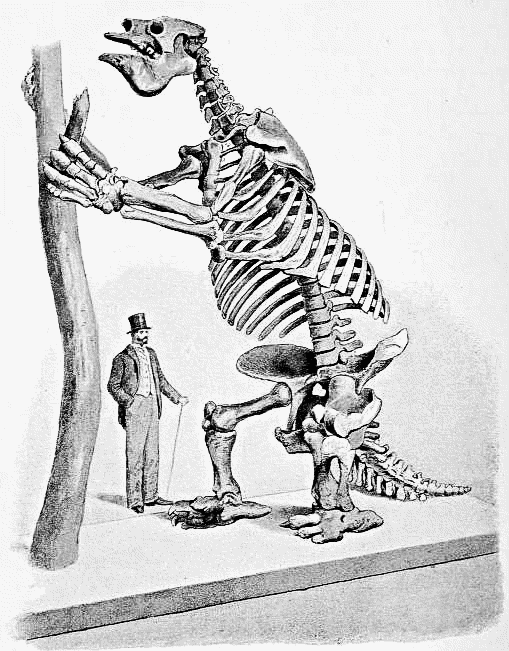 Megatherium skeleton