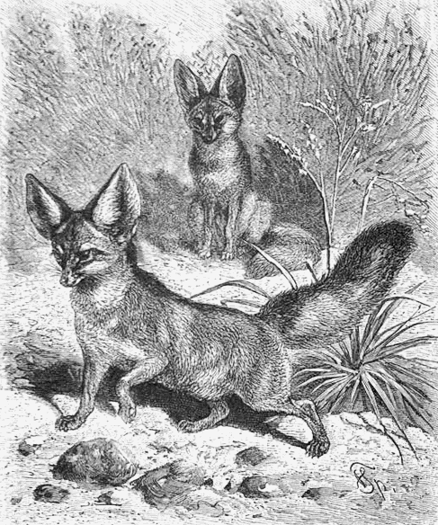Sahara Fox Fennek