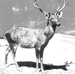 Schomburgks Deer 1911
