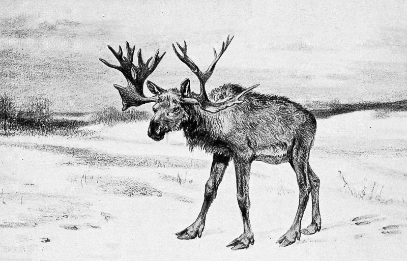 Stag Moose illustration